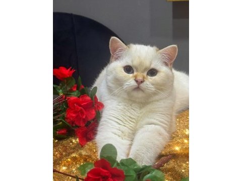 Safkan british shorthair golden point