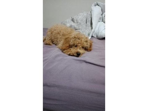 Yavru 3-4 aylık toy poodle