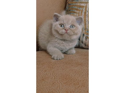 Safkan fawn british shorthair yavrumuz