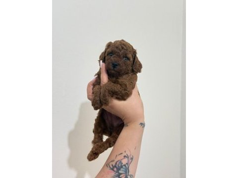 Toy poodle yavruları dişi