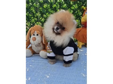 Orijinal pomeranian boo