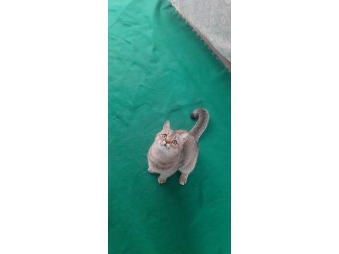 Black golden british shorthair