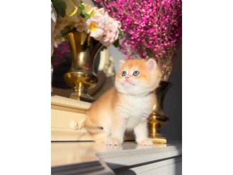 Altın parlaklığında golden british shorthair 