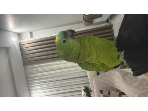 Konuşan gülen blue front amazon papağanı