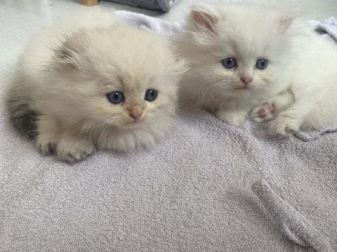 British longhair