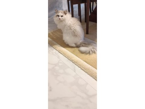 Şecereli erkek ragdoll kedisi