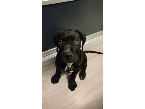Şecereli safkan anne ve babadan 3 aylık erkek cane corso