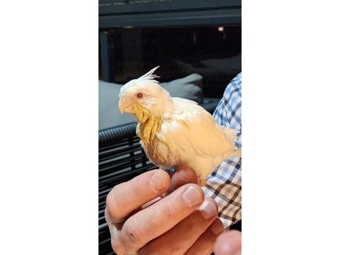 Kırmızı göz albino el besleme bebek sultan papağanı