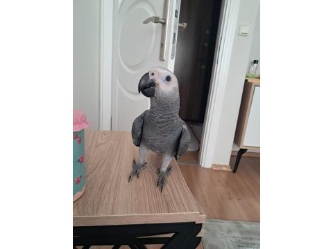 Bebek jako jumbo boy 4-5 aylık