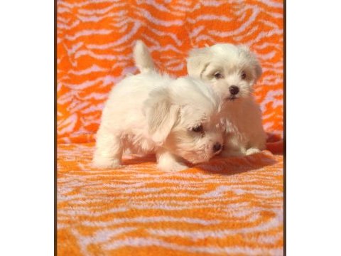 Kar beyaz maltese terrier yavrularımız