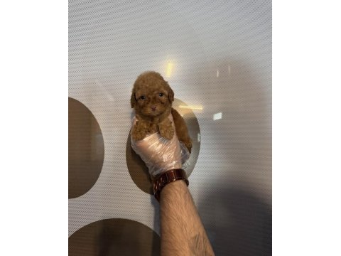 Teacup toy poodle yavrularımız