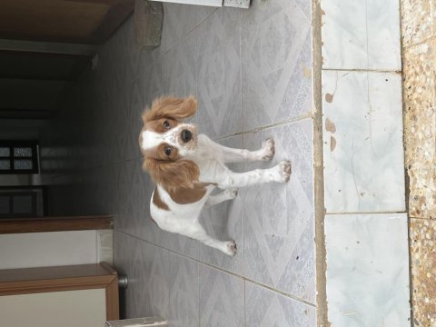 3 aylık cavalier king charles uyguna verilecek