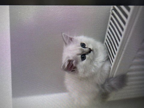 Saf kan british longhair