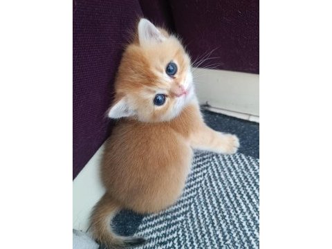 Golden british shorthair muhteşem yavrular