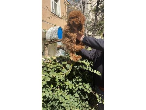 Toy poodle türkiye starı