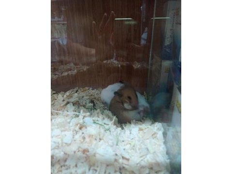 Hamster lar geldi