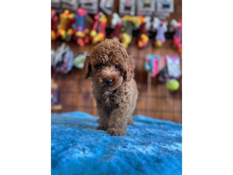 Her eve uygun poodle bebekler