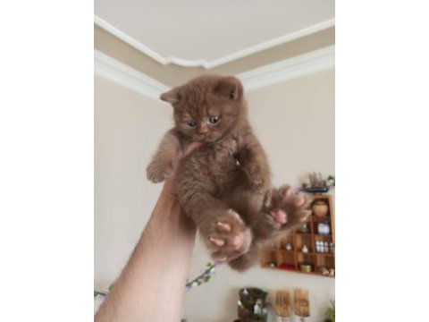 Cinnamon bicolor british shorthair