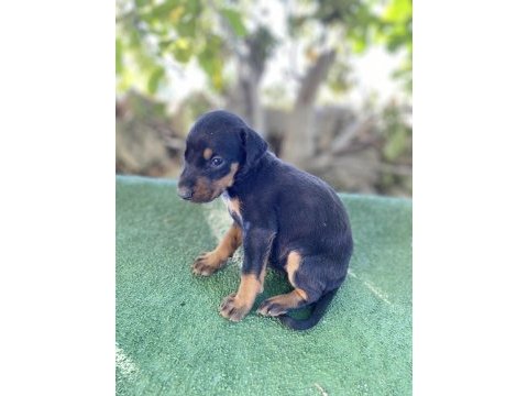 A kalite doberman yavrularım