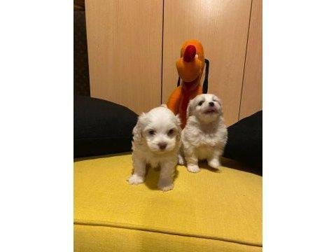 En güzel hediyeniz maltipoo bebeklerimiz
