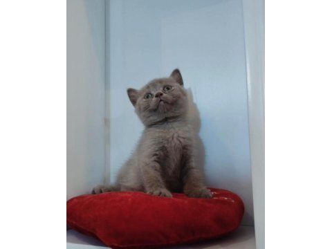 Sevimli british shorthair yavrularımız yeni yuvasını arıyor