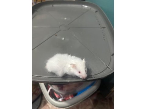 Uzun tüylü suriye hamsterları yeni sahiplerini bekliyor