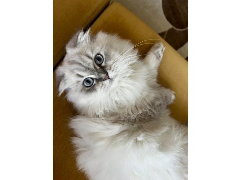 British longhair top kafa mavi gözlü dişi kedim