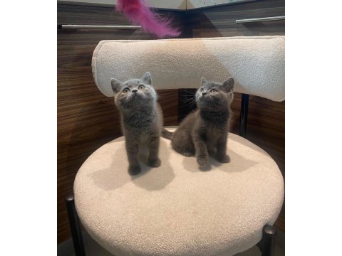 British shorthair - british longhair