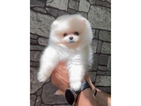 Teddy pomeranian boo