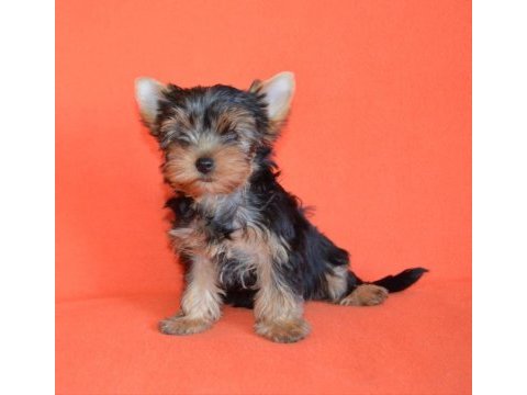 Mini erkek yavru yorkshire terrier