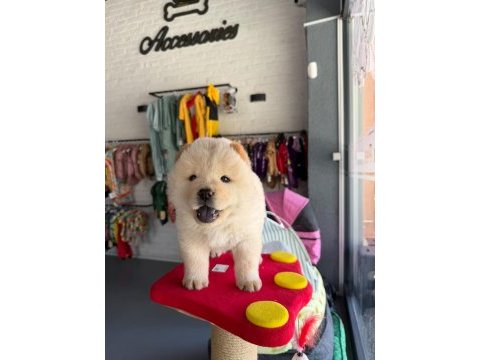 55 günlük dişi chow chow