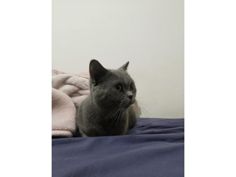 Erkek british shorthair kısırlaştırılmadı 1 yaşında