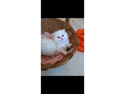 British longhair by1133 dişi