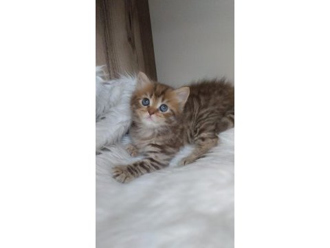 Golden ve british longhair