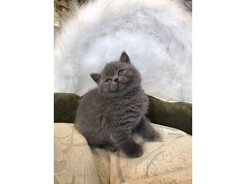 Scottish fold ve british shorthair yavrular