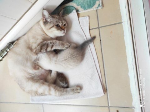 40 günlük british shorthair yavrular