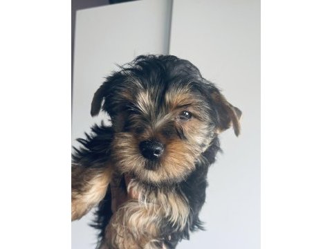 Safkan erkek yorkshire terrier