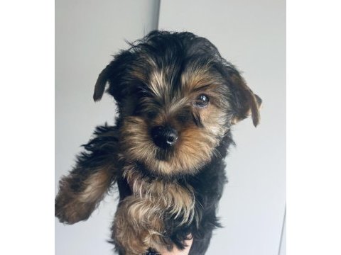 Safkan erkek yorkshire terrier