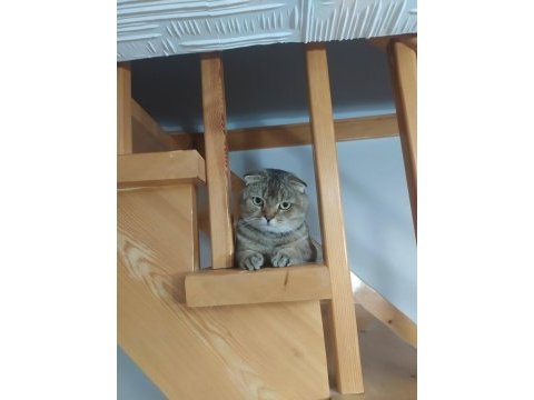 Çok uysal ve sakin scottish fold