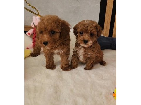 Maltipoo  yavrularımız 