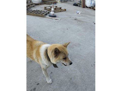 Akita japon akıllı köpeği sadik ve savunmacı