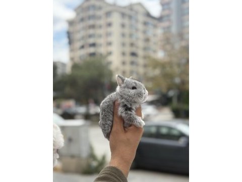 Orjinal bebek cüceler hazır