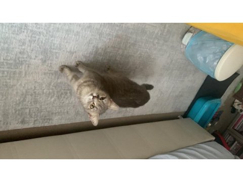 Kırma kedi anne ve yavruları için yuva arıyorum