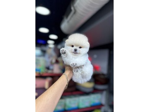 Şecereli pomeranian bebekler