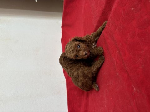 Teacup toy poodle bebeklerim