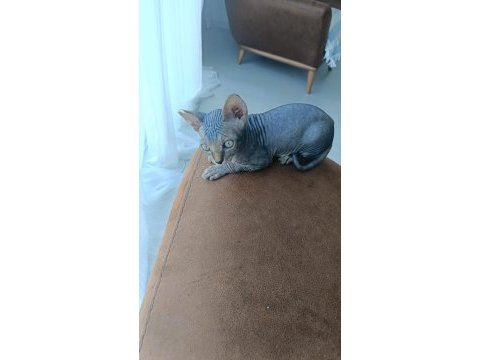 Uygun fiyata a kalite sfenks dişiler