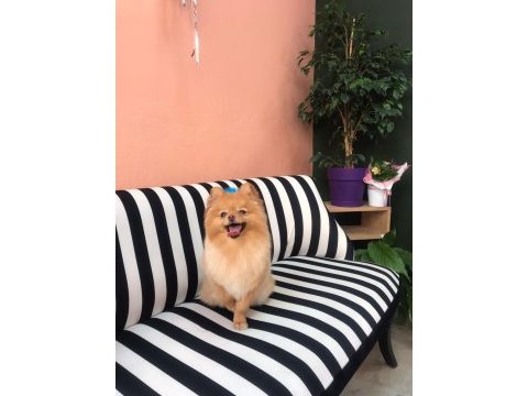 Tarçın’a yeni yuva arıyoruz pomeranian boo