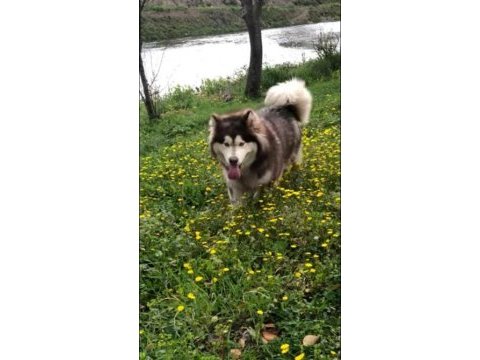 Alaska kurdu ( malamut ) yavruları