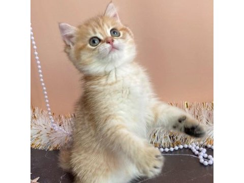 British shorthair yavruları