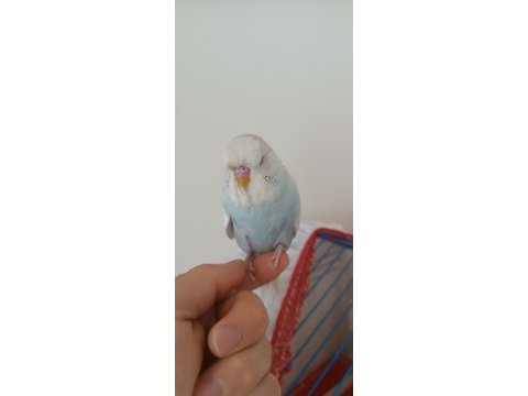 Mırıldanmaya baslayan jumbo yavru kuşum